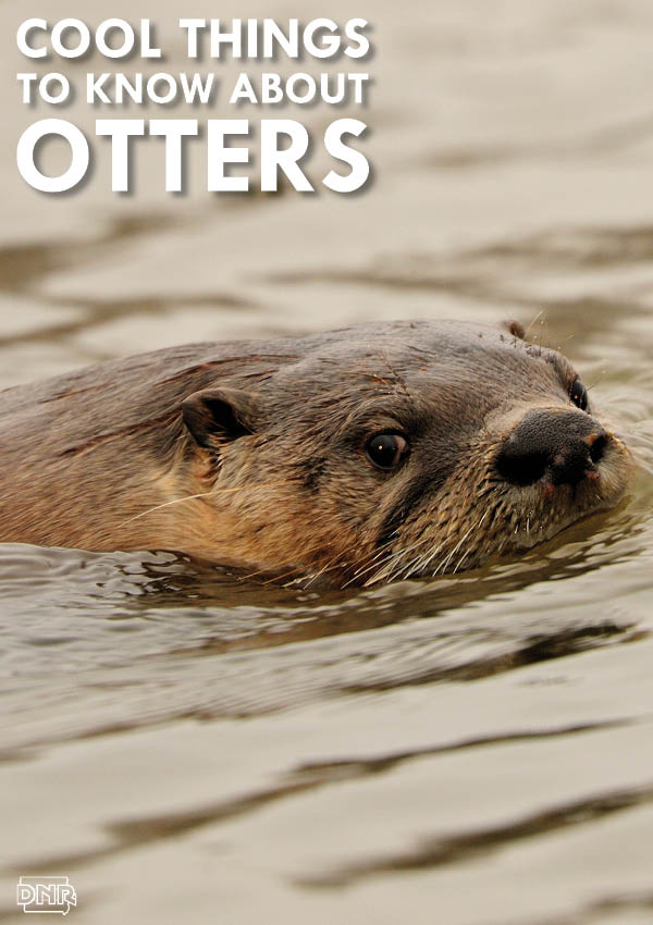 These chummy, playful mammals are characterized as clever and mischievous, but there’s a lot more you otter know! | Iowa DNR